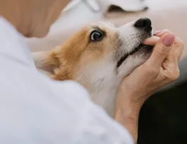 How to Stop Your Dog from Biting And Breaking Off The Habit