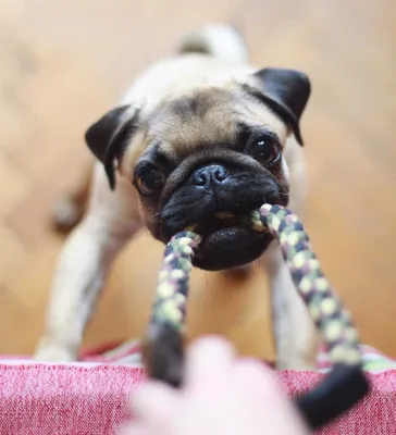 Exploring the Benefits Of A Puppy Pacifier To Promote Healthy Behaviors Among Puppies