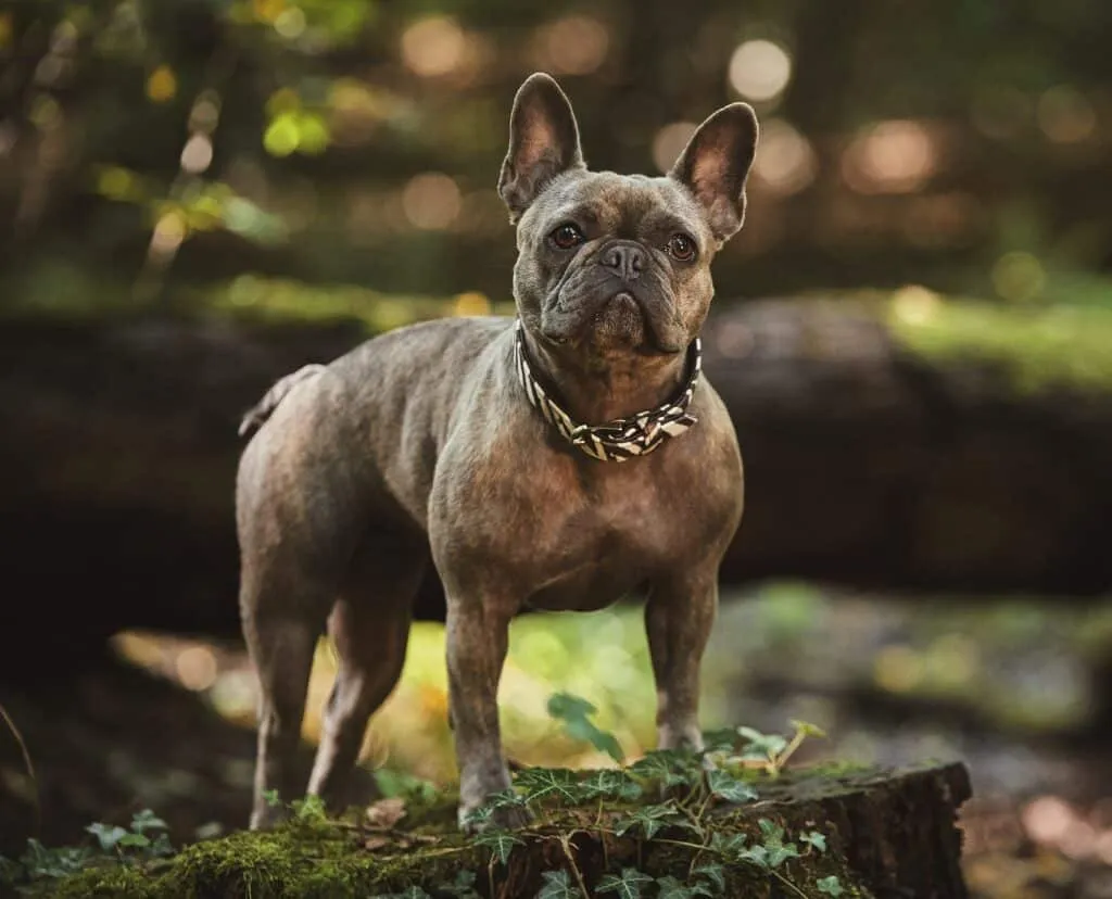 A dog training collar, coupled with the correct training method, helps correct any undesirable behavior