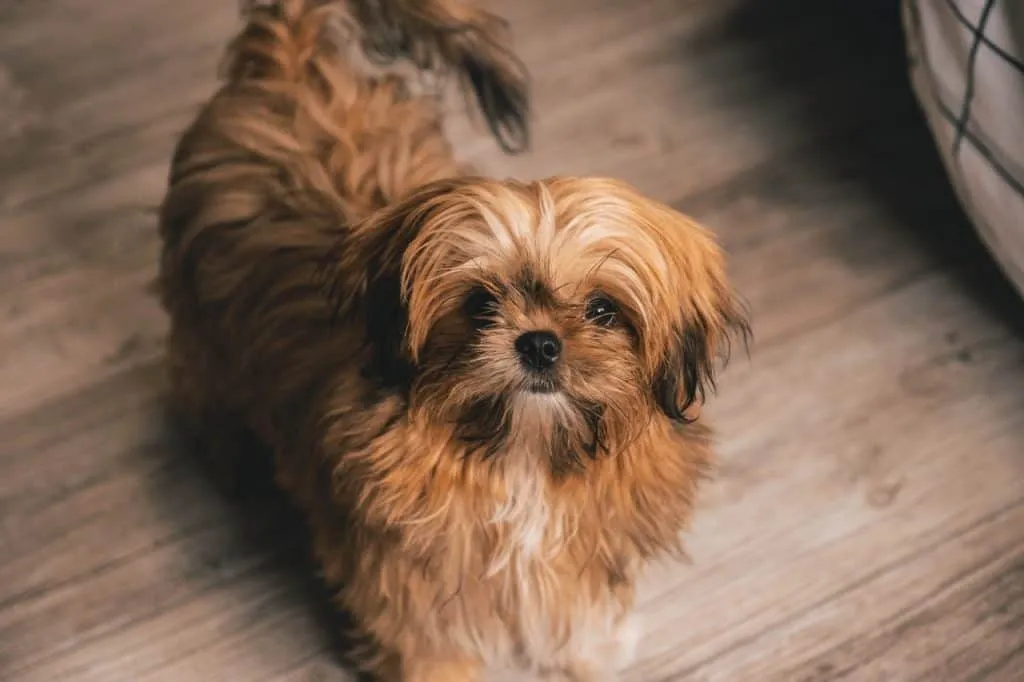 Best Dog Food for Shih Tzus