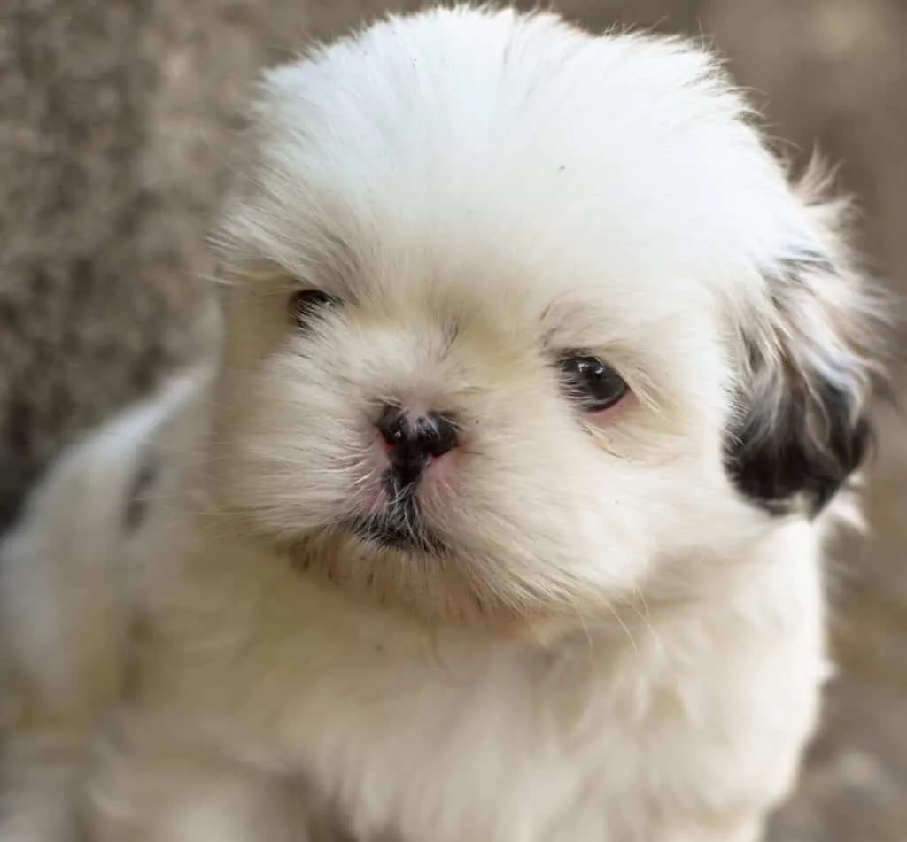 Best dog foods for shih tzu puppy