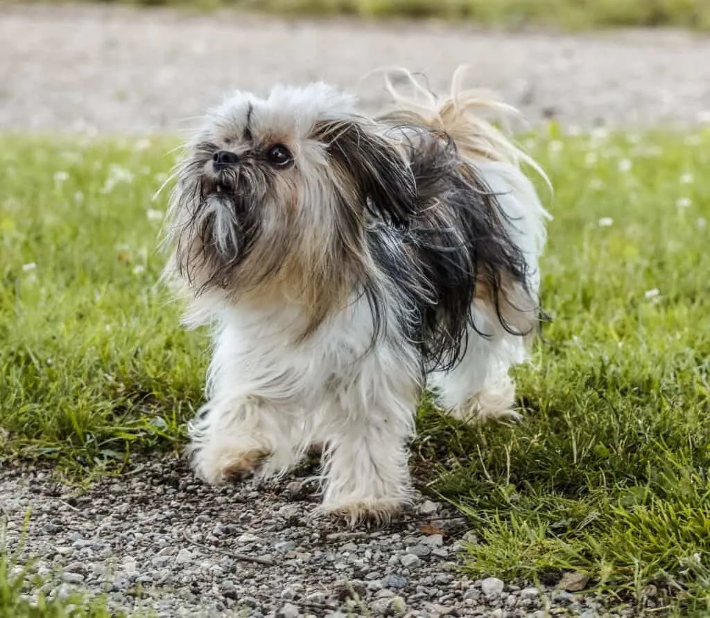 Best dog foods for shih tzu should support digestive health too