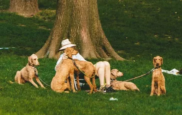 When Can Puppies Go Outside?