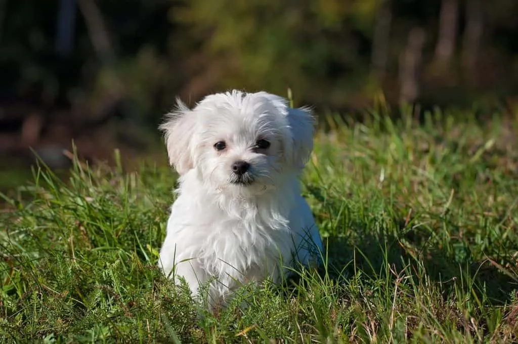 Clean smell and coat with shampoo
