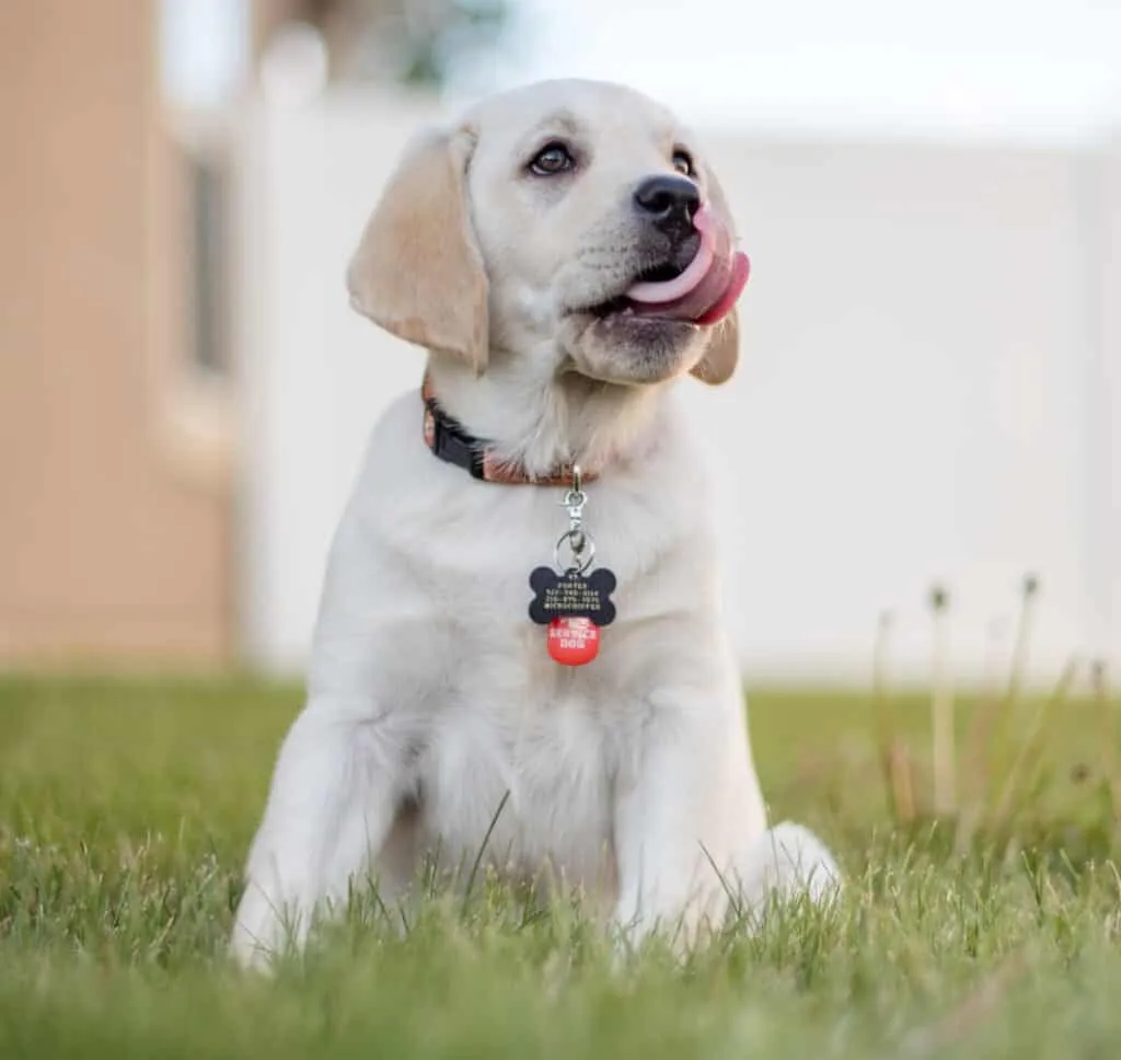 Collar for dogs with a hook for ID tags are attached to their necks
