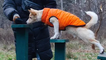 How To Teach A Puppy No (And Make Him Understand It Too!)