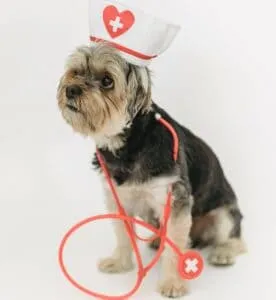 Consult with your vet on the best shih tzu's food
