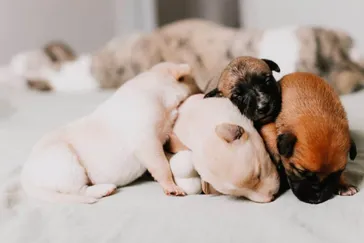 How To Make A Puppy Poop When They Have To