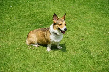 How To Potty Train A Puppy Without A Crate