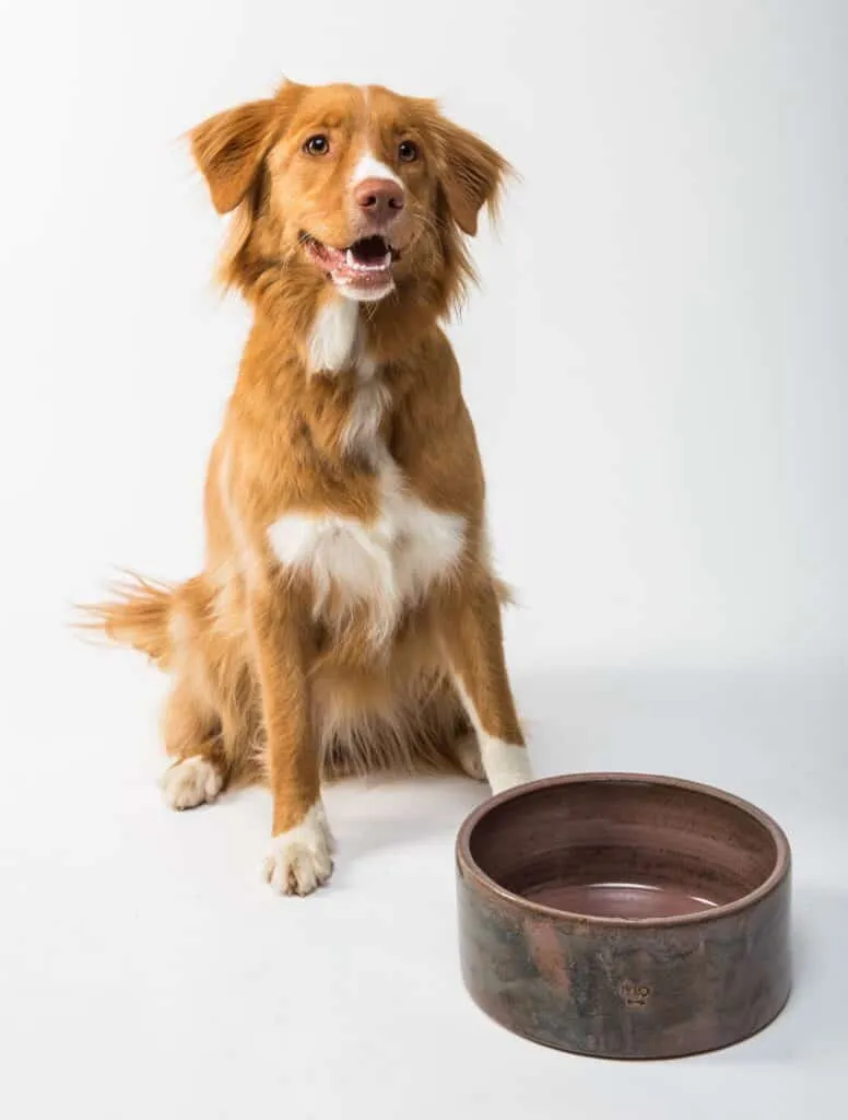 Different bowls vary depending on your dog's size