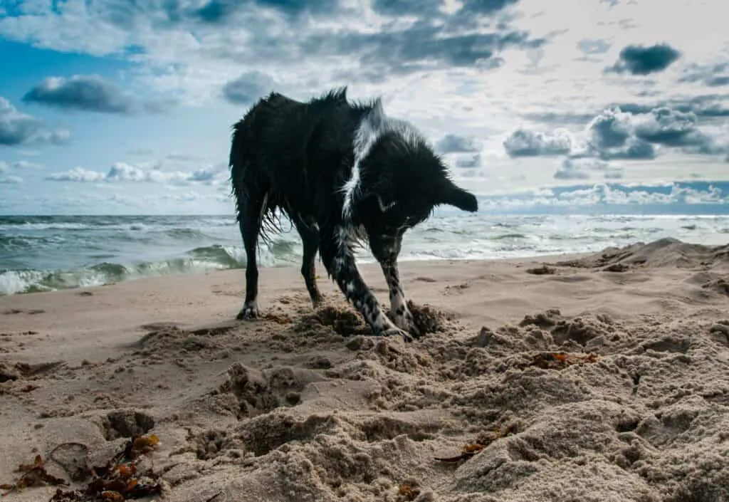 Dog digs out of boredom