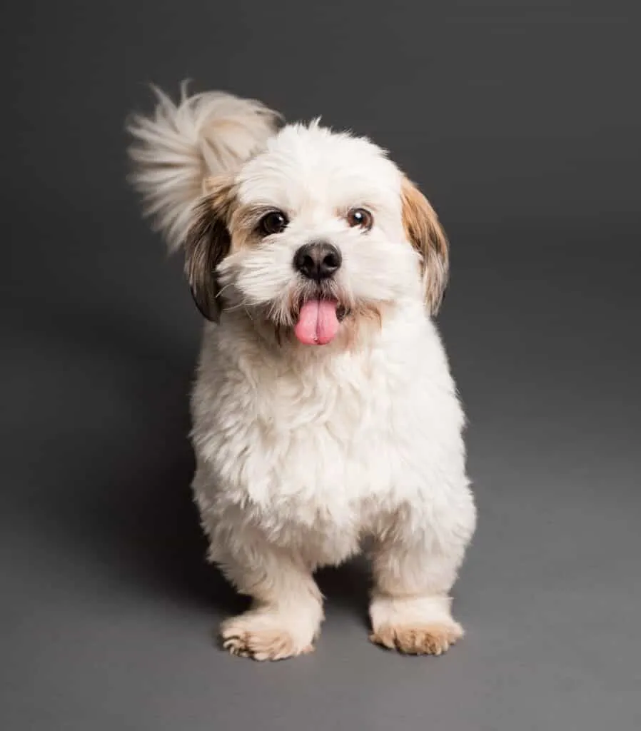 Dog foods for shih tzu