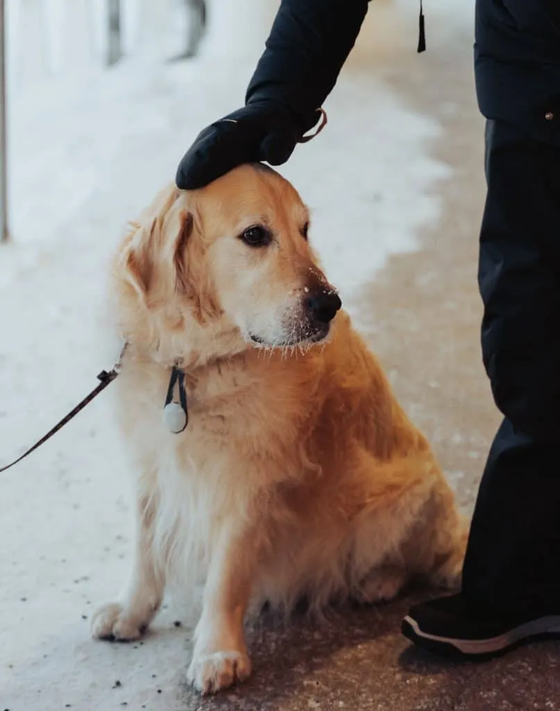 Dog training gloves