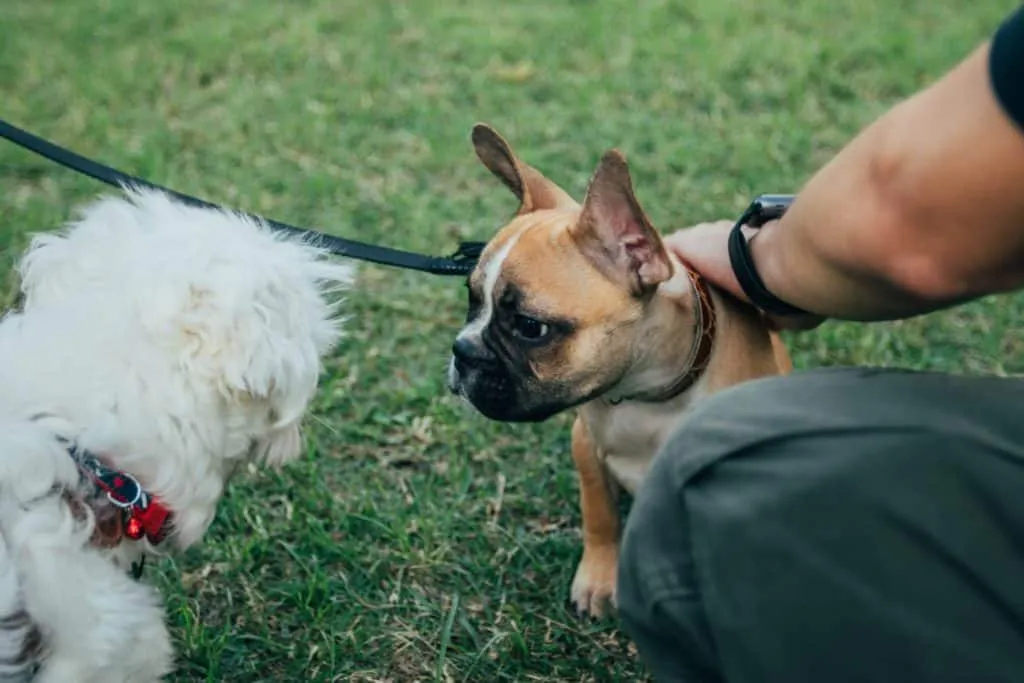 Dog training gloves are great training tools for dog handling