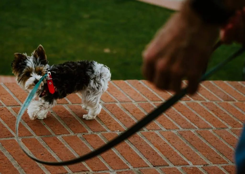 Dog training gloves keep away blisters