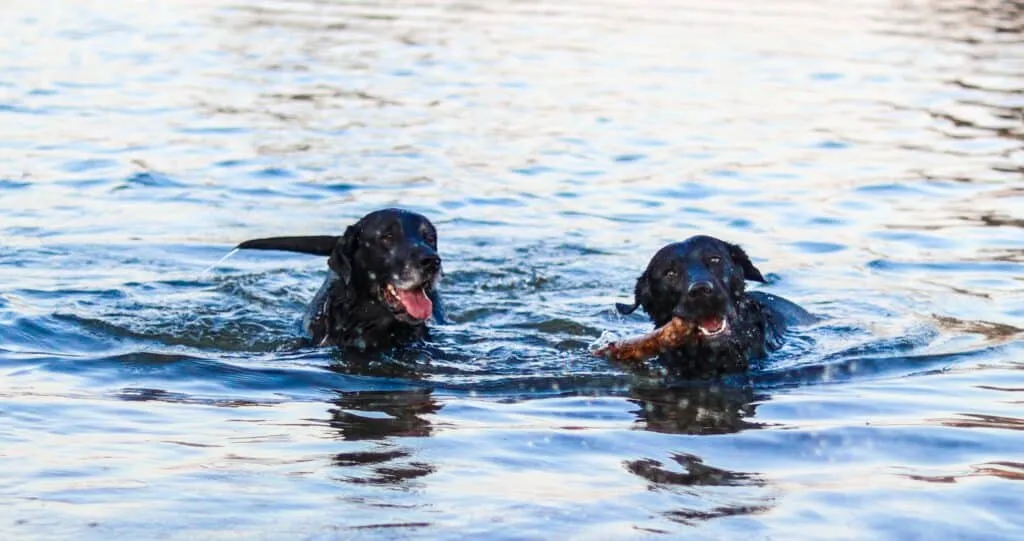 Dogs in water