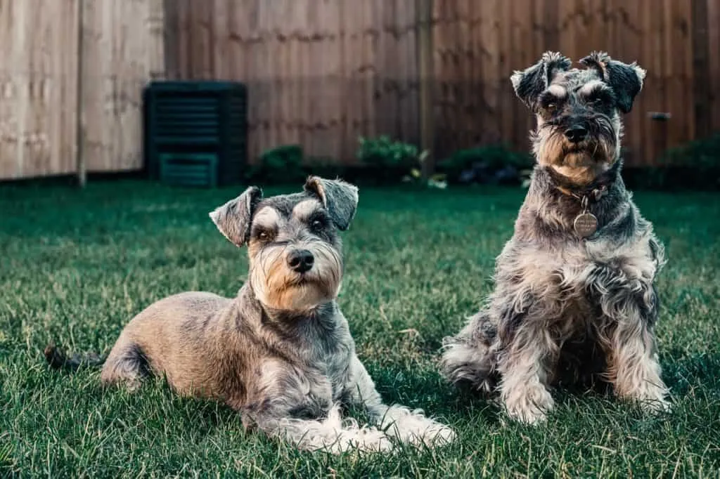 Flea-free pets have healthy fur and coat