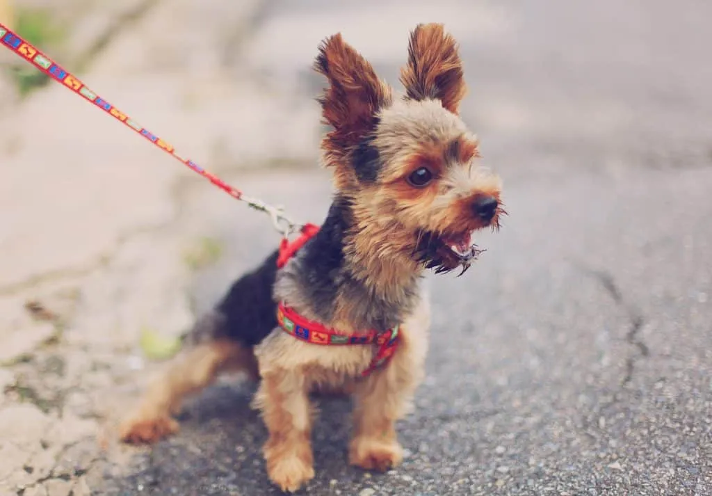 Get your dog back by your side when they pull on the leash using a training stick