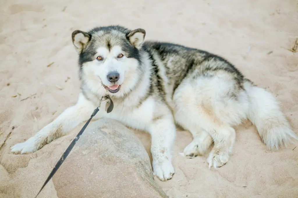 Get your dog retractable leashes