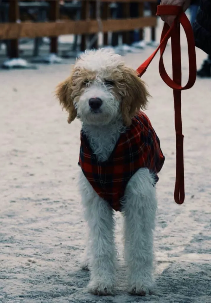 Get your puppy out of pain and being uncomfortable with the comfort that harnesses offer