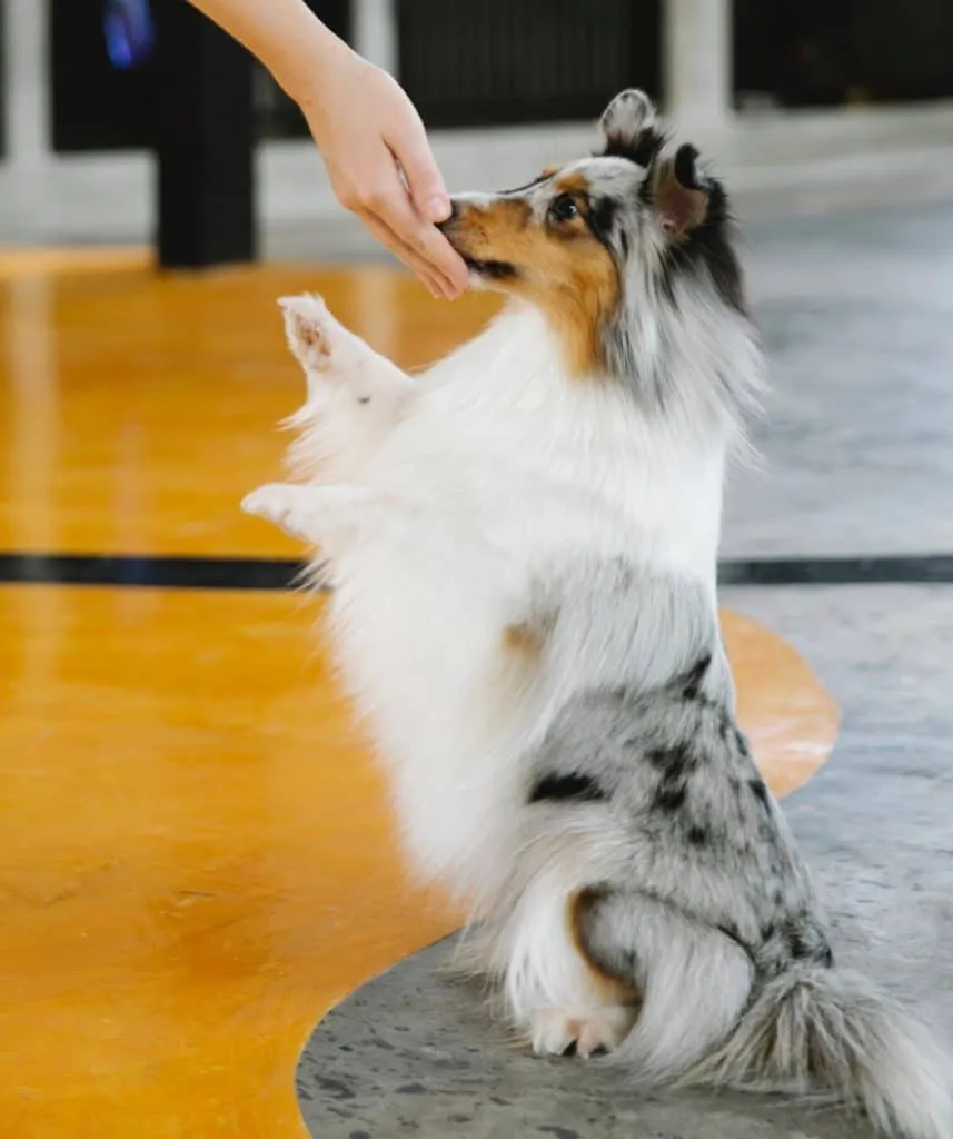 Give treats as rewards