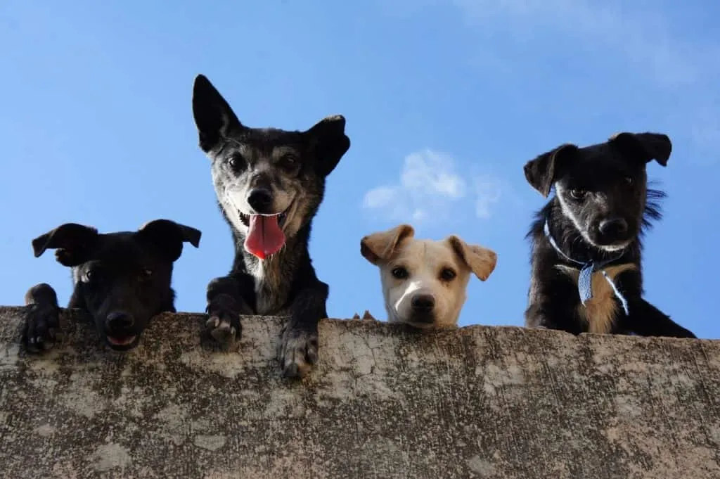 Group Dog Training