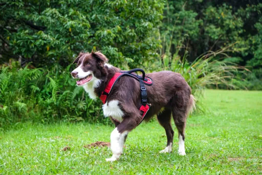 Harnesses cover a dog's body for more control