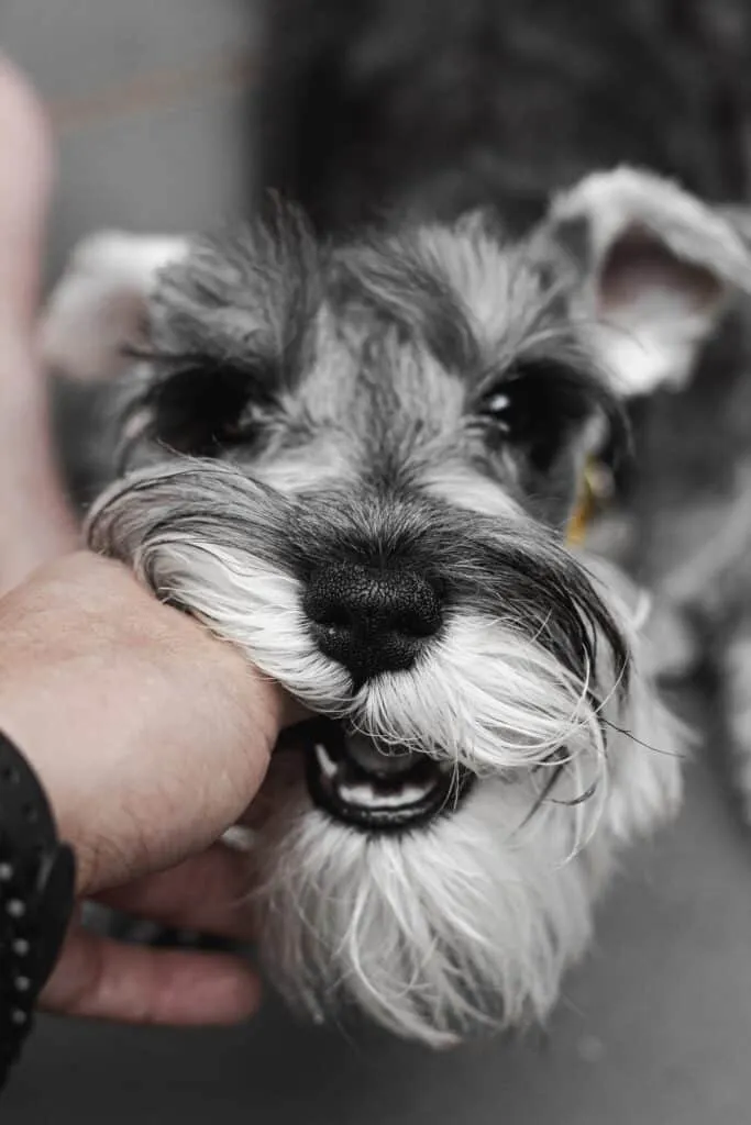 Healthy chewing habits start with healthy canine teeth
