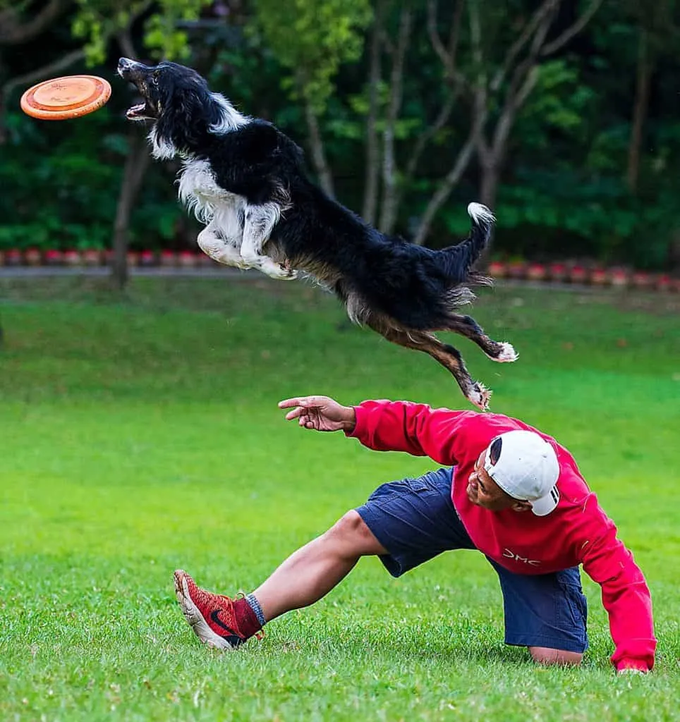How much does dog training costs