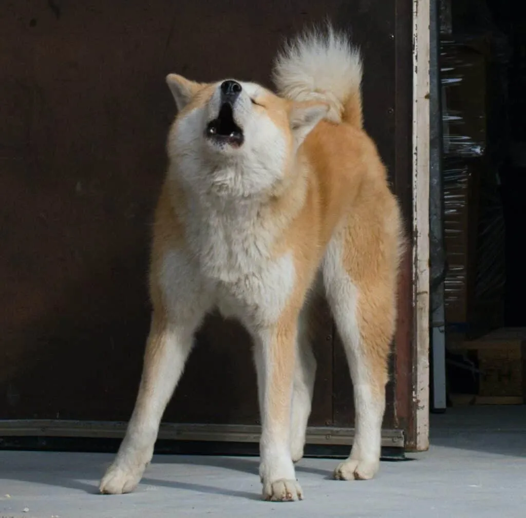 How to Stop a Dog from Barking