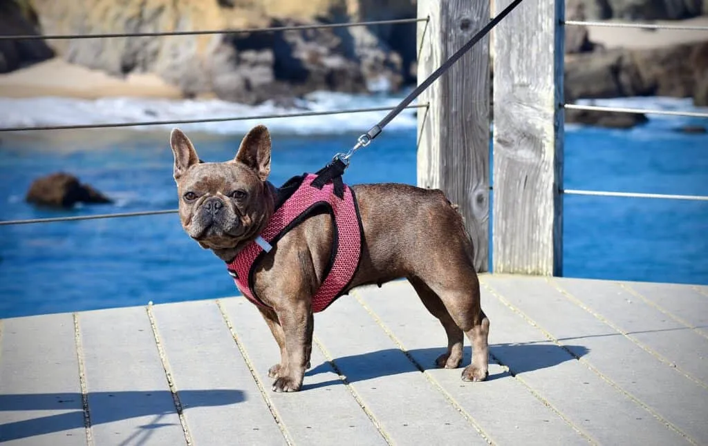 Keep dog safe in public places by putting a harness so he cannot escape