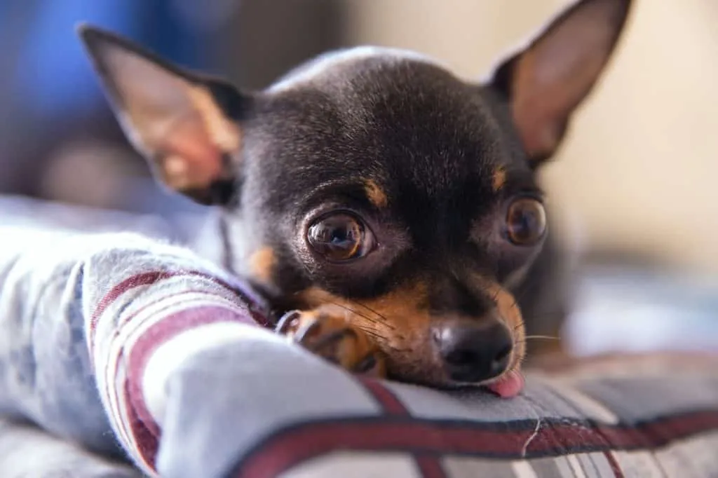 Make sure your dog supplements contain vitamins and minerals that promote dog health