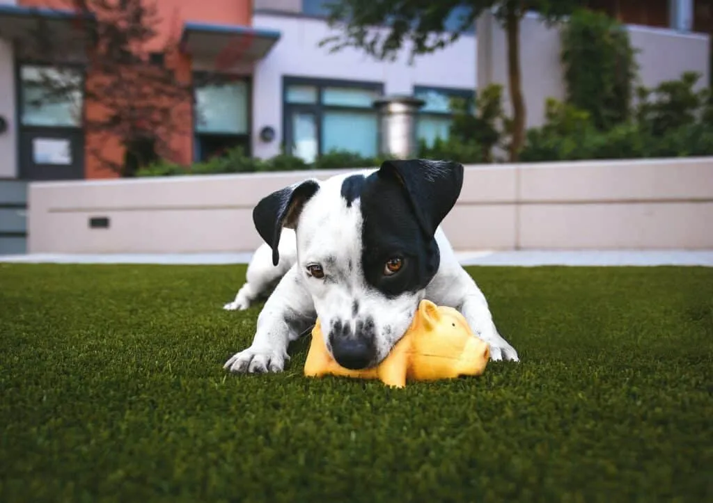 Stop a dog from creating holes in the ground by engaging them in outside exercise and play