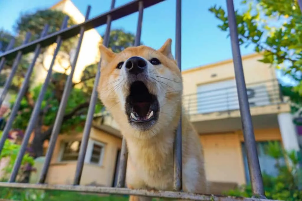 Most dogs bark to inform other animals of their territories