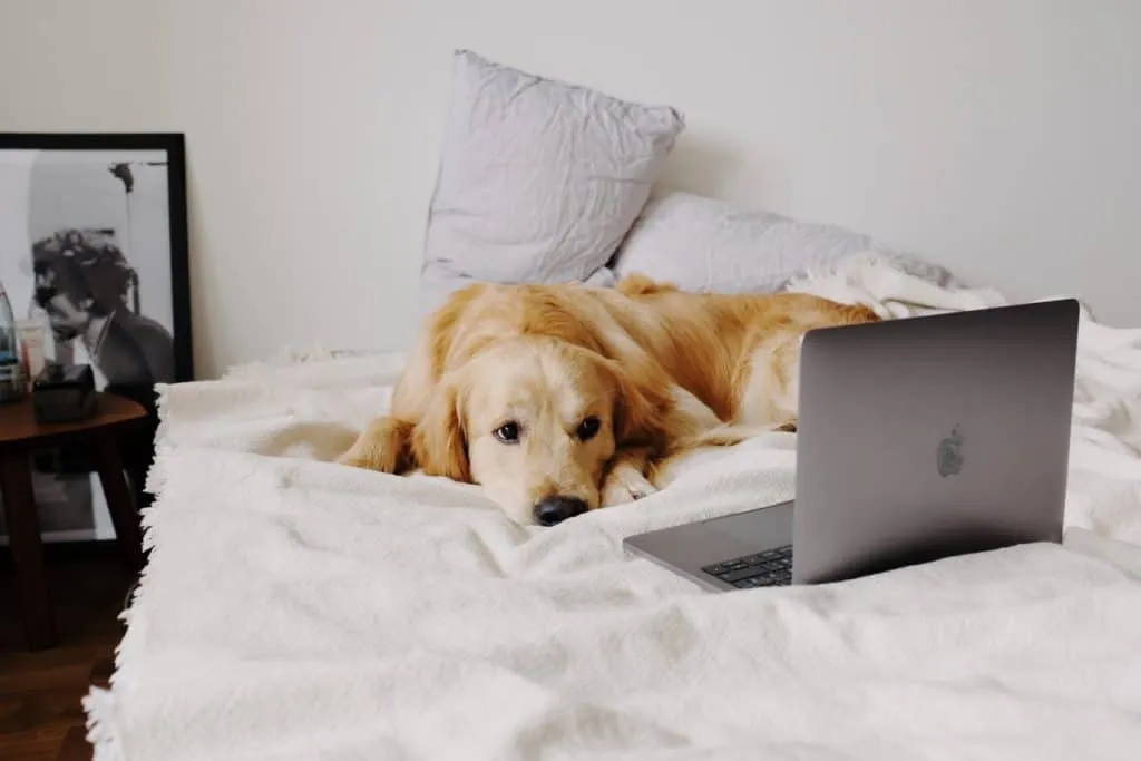 Online Dog Training