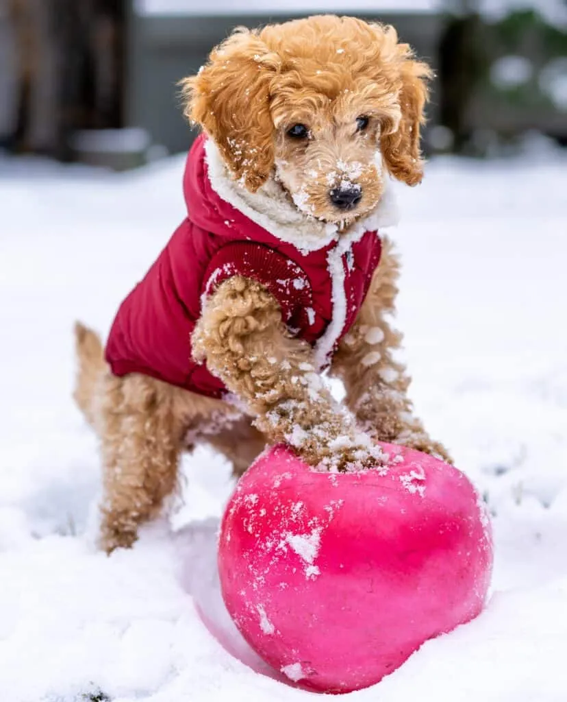 Pet parents provide puzzle toy to prevent dog barking