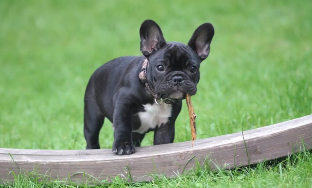 Positive reinforcement plus the correct training methods can correct undesirable behavior in dogs