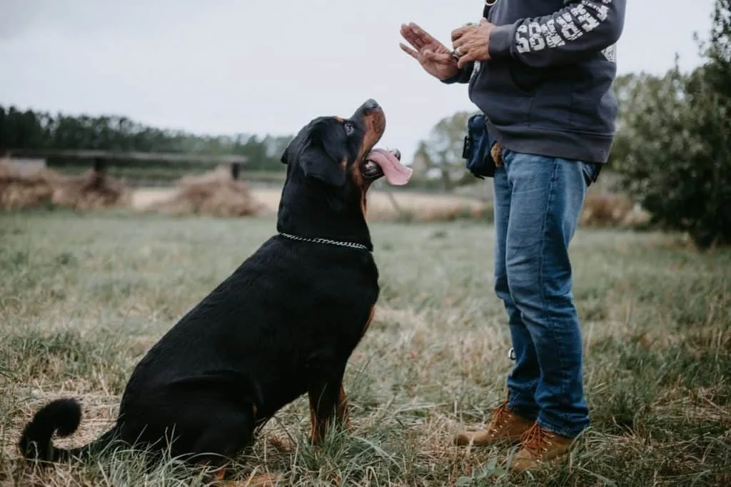Private Dog Training