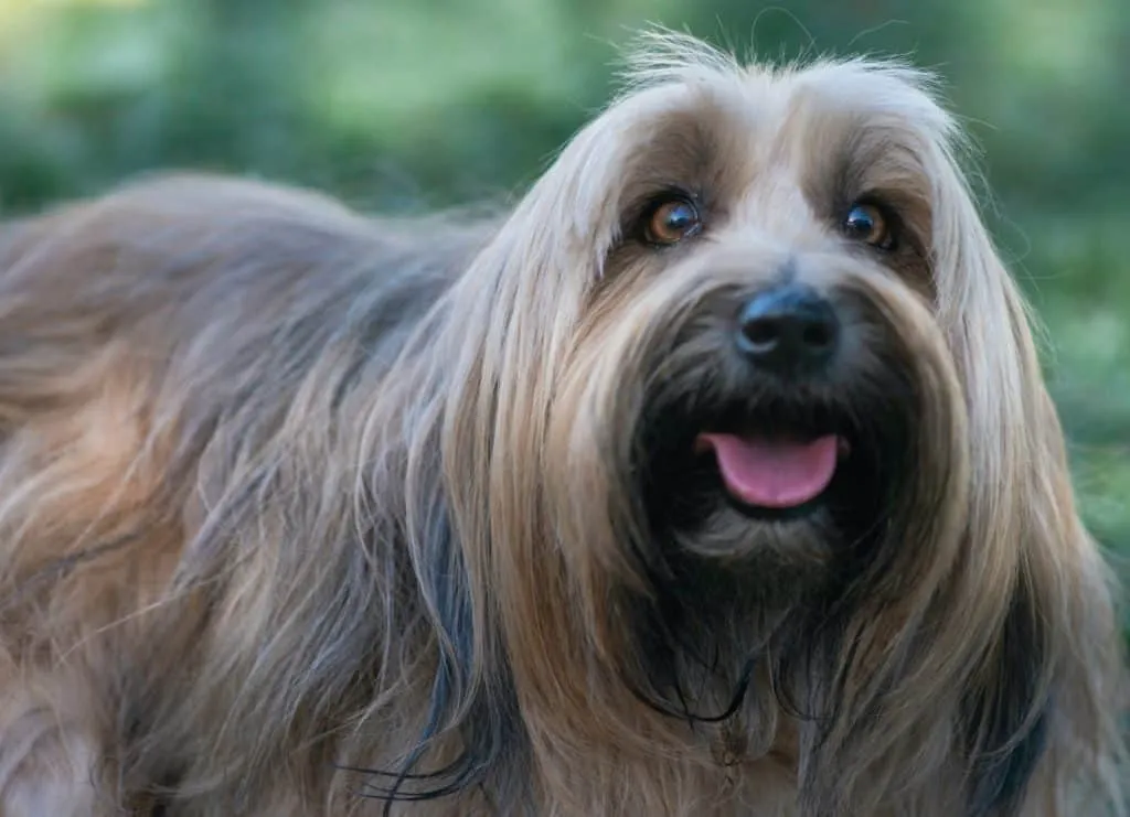Provide your dogs supplements for better nutrition and health