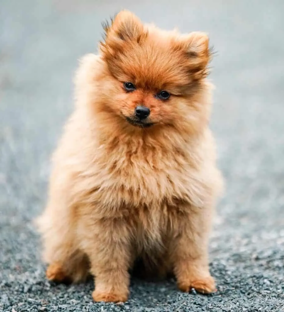 Pup with a loving stare expressing love and affection