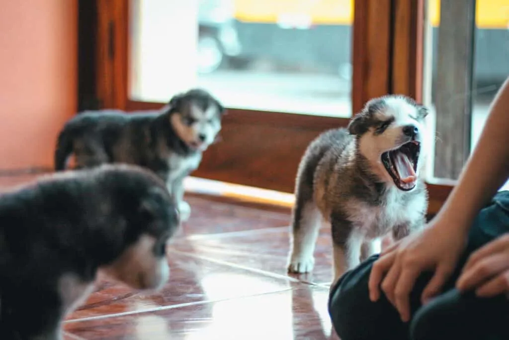 Patience is the key to stopping your dog's excessive barking behavior