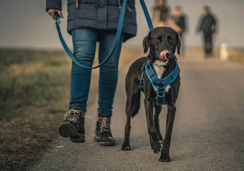 Good dog trainers do not use punishment in training adult dogs