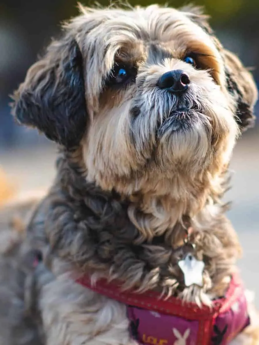 Shih Tzu
