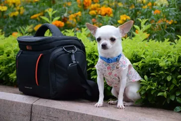 Best Dog Treat Pouch