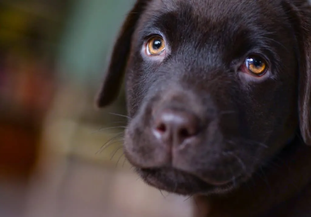 Start your dogs early with maintaining his vision with vitamins to prevent diseases affecting his vision