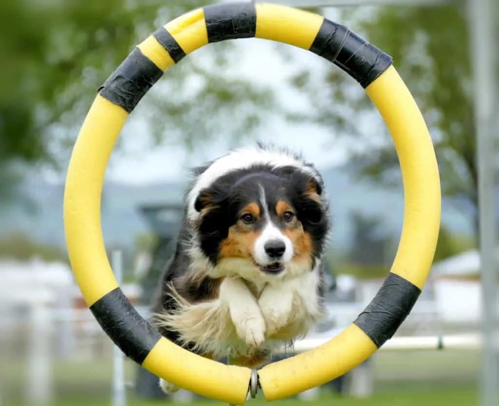 Stop dog barking problem with mental stimulation and exercise