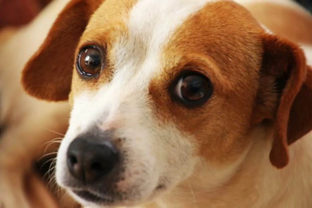 Supplements like Ocu-GLO helps dogs have better visual response