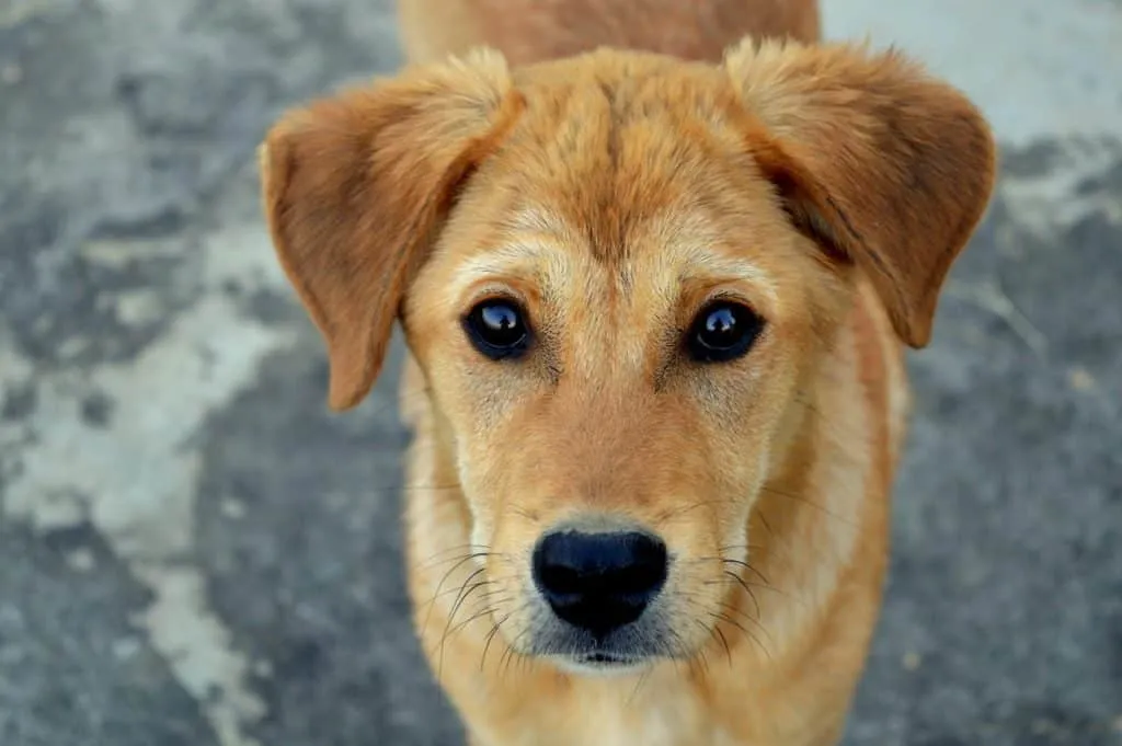 Supplements rich in carotenoids (closely related to beta-carotene and lycopene) and lutein act to provide maximum health of the eyes among dogs