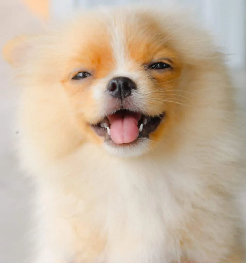 Teething puppy