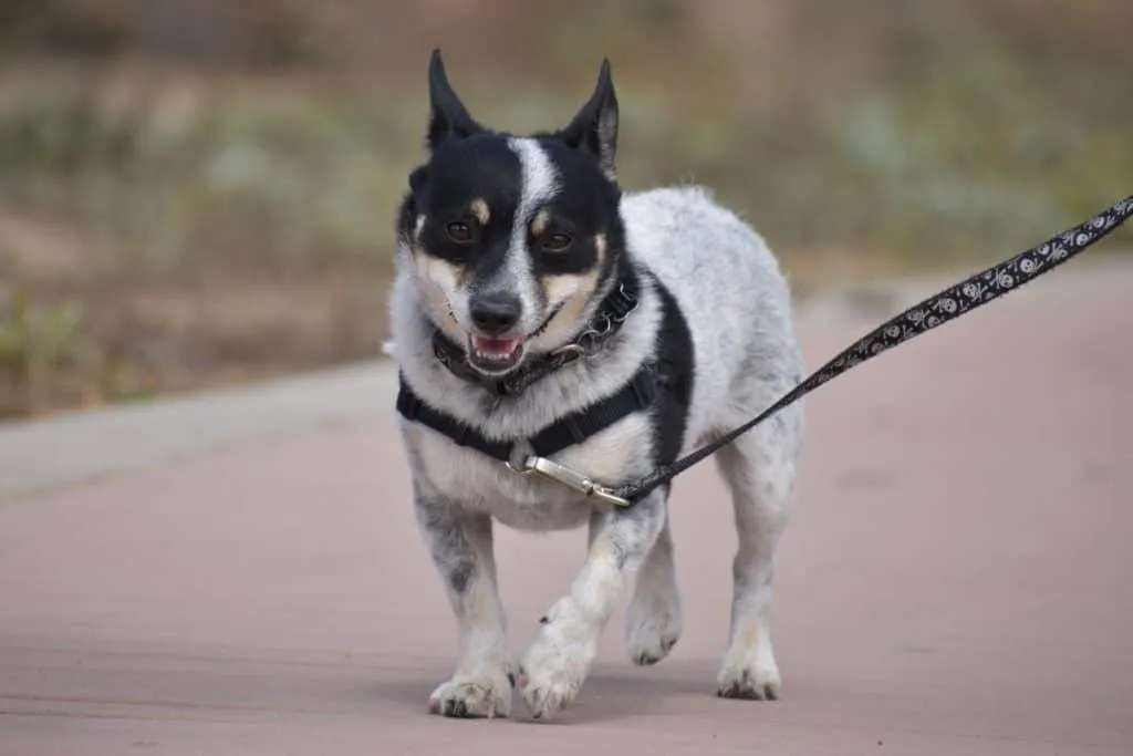 There are advantages when you get your dog retractable leashes